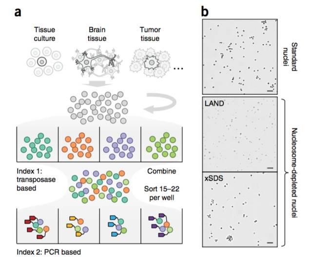 不使用微流控如何實現高通量測序單細胞基因組？